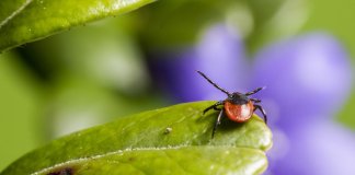 spacemed - lasso do wyciągania kleszczy - Michalina.jpg